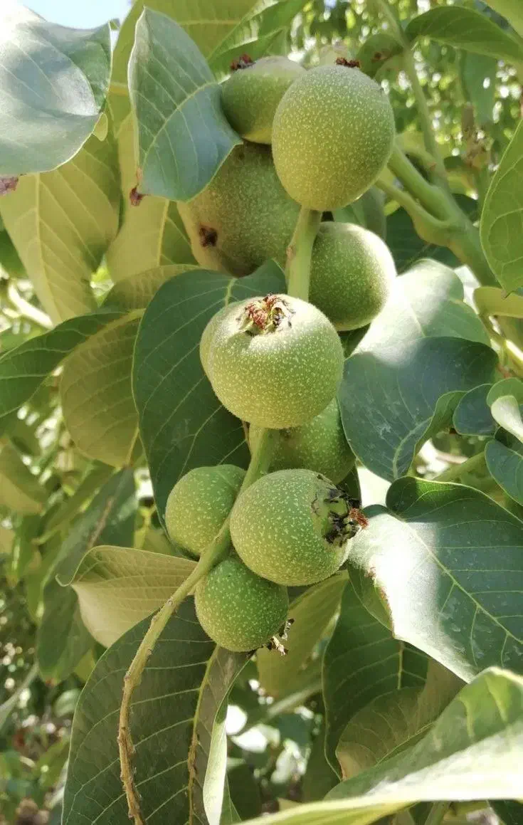 نهال گردوی پیوندی چندلر و تمامی ارقام|خدمات باغبانی و درختکاری|سقز, |دیوار