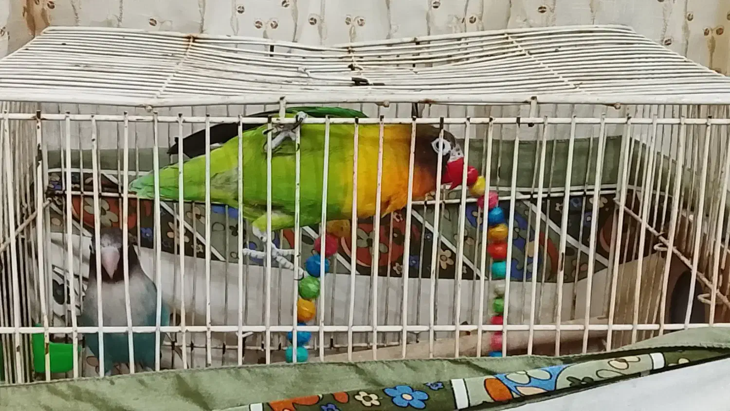 یک جفت کوتوله|پرنده|مشهد, طبرسی شمالی|دیوار