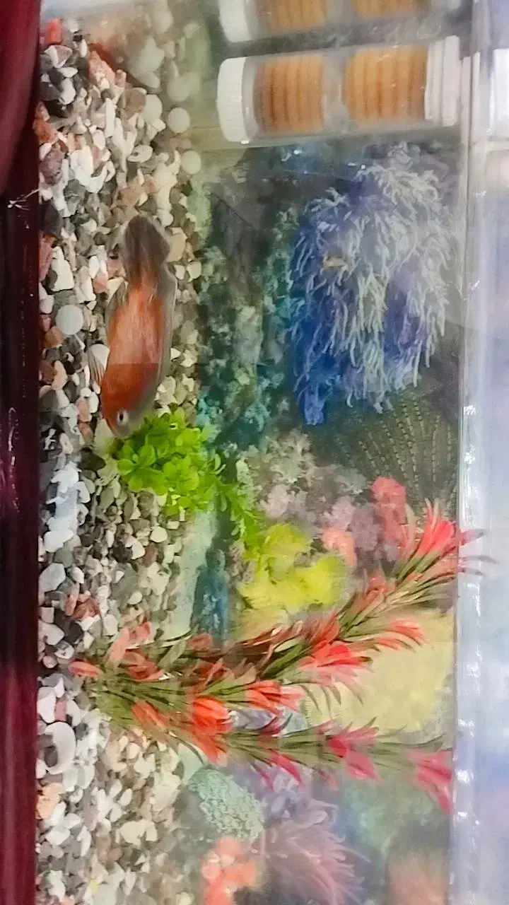 آگواریم با وسایل 2ملیون|ماهی|بندرعباس, |دیوار