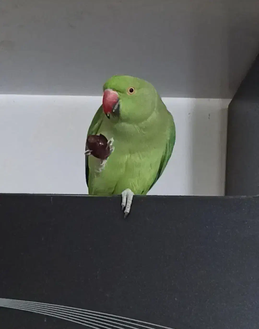 طوطی ملنگو مولد طوطی عروس دستی|پرنده|بهشهر, |دیوار