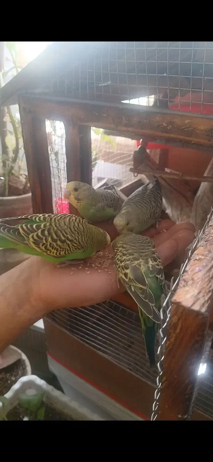 فروش مرغ عشق|پرنده|بروجرد, |دیوار