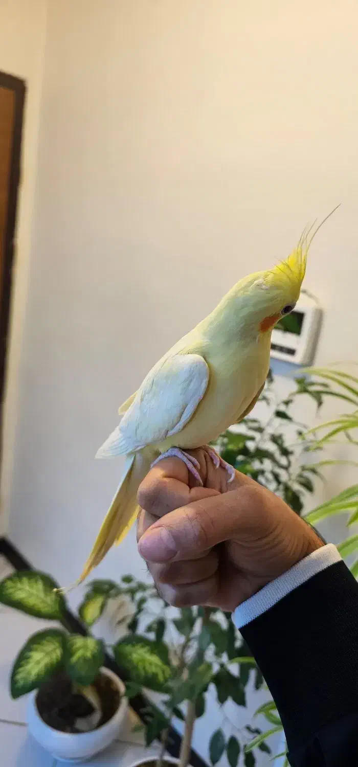 عروس هلندی پاریس ملنگو مرغ مینا طوطی|پرنده|شاهینشهر, فردوسی|دیوار