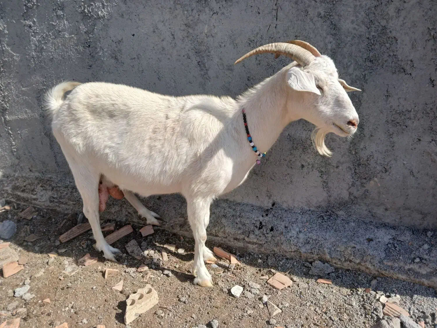 بز سانن شیری|حیوانات مزرعه|سیمین شهر, |دیوار