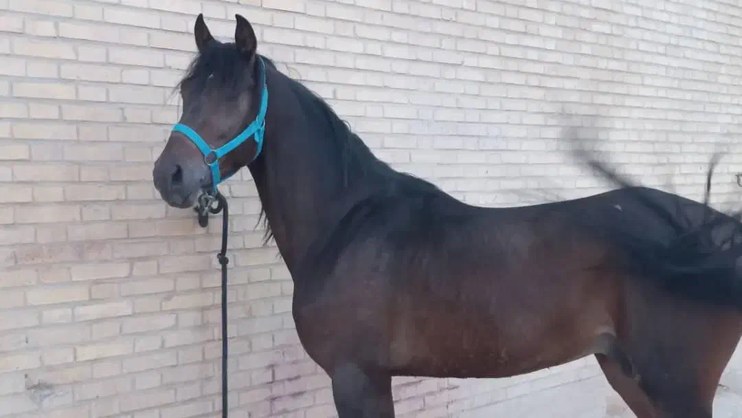 مادیان ونریان عرب خالص ایرانی|اسب و تجهیزات اسب‌سواری|یزد, |دیوار