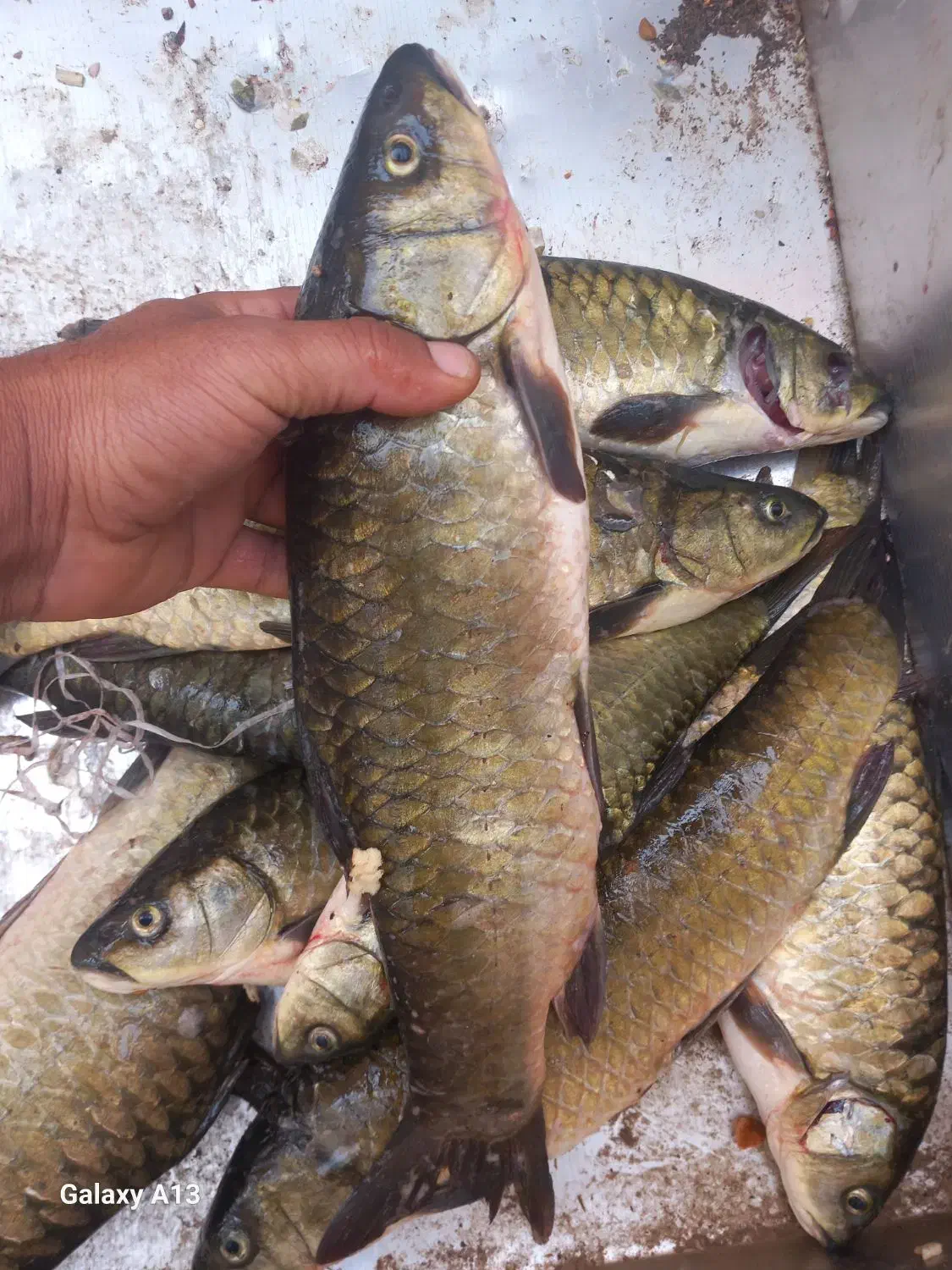 فروش ماهی|ماهی|شادگان, |دیوار