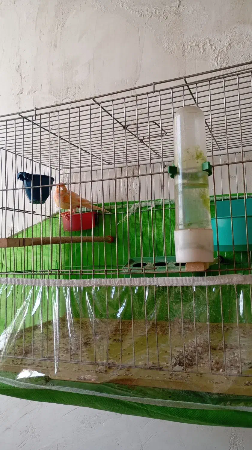 موزاییکی فوق نر|پرنده|تبریز, |دیوار