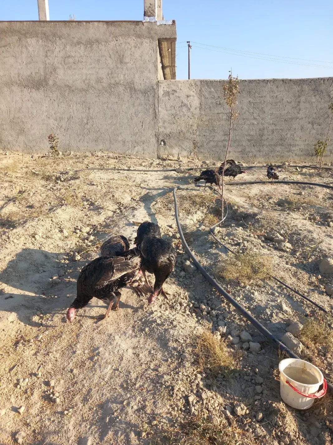 بوقلمون محلی نر وماده|حیوانات مزرعه|شیروان (خراسان), |دیوار