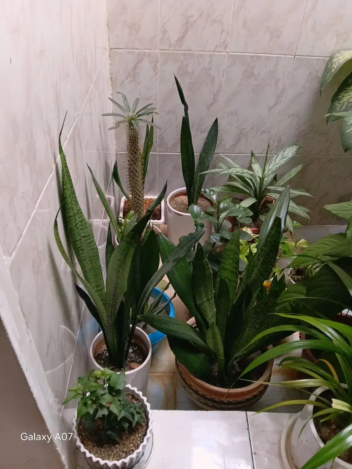 گل های زیبا|گل و گیاه طبیعی|کرمانشاه, |دیوار