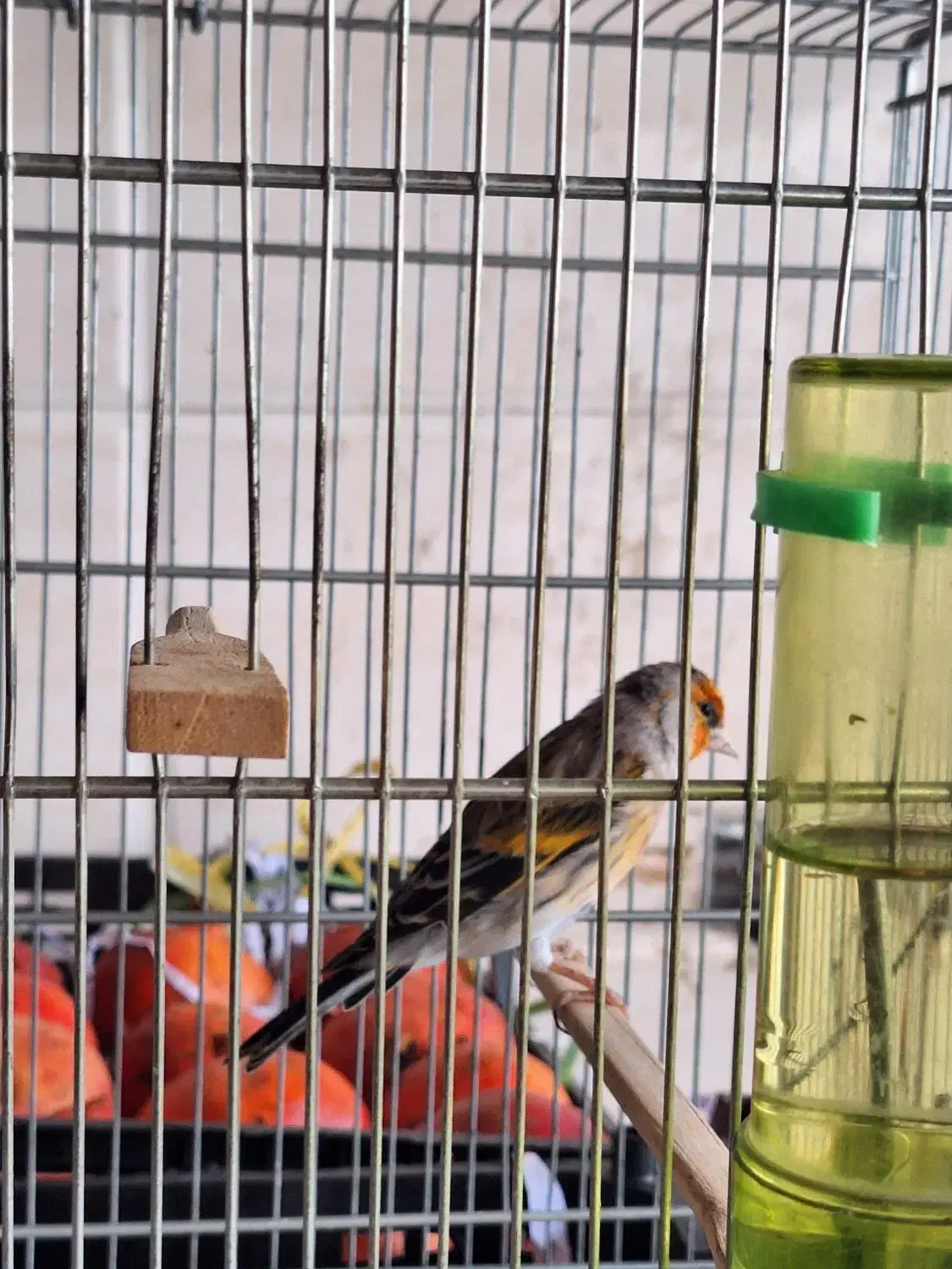 سهرقناری ابلغ داغسر|پرنده|دزفول, |دیوار