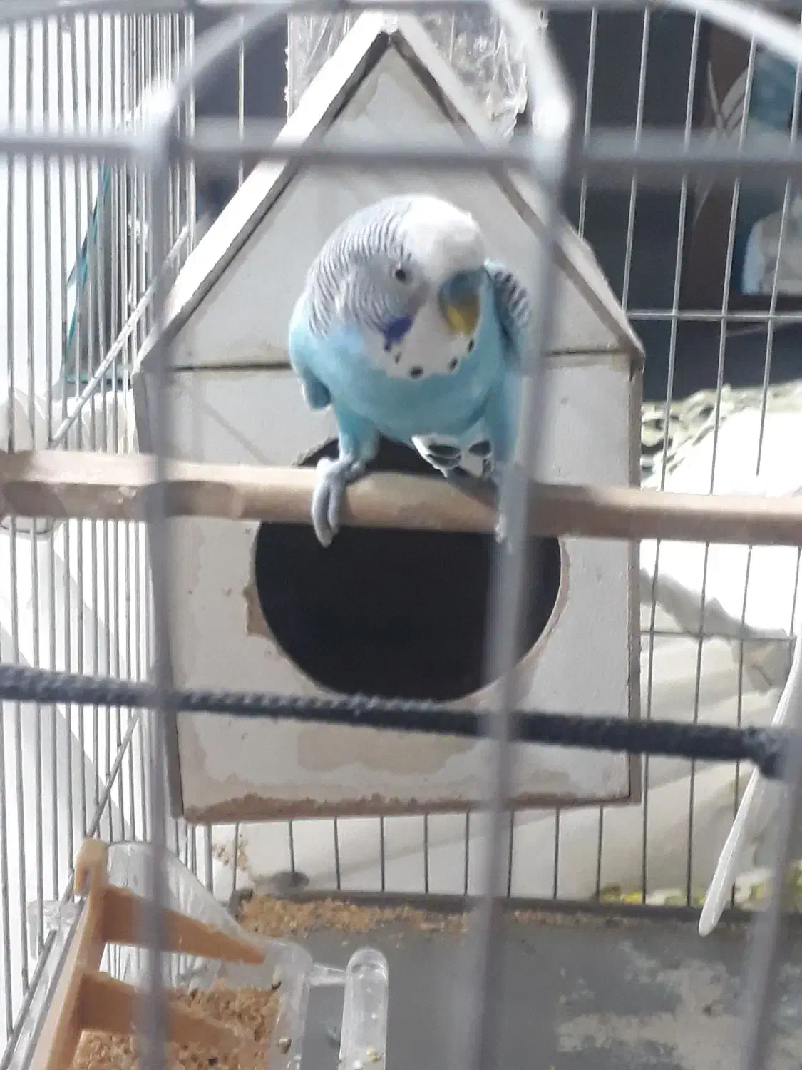 مرغ عشق|پرنده|فردوسیه, |دیوار