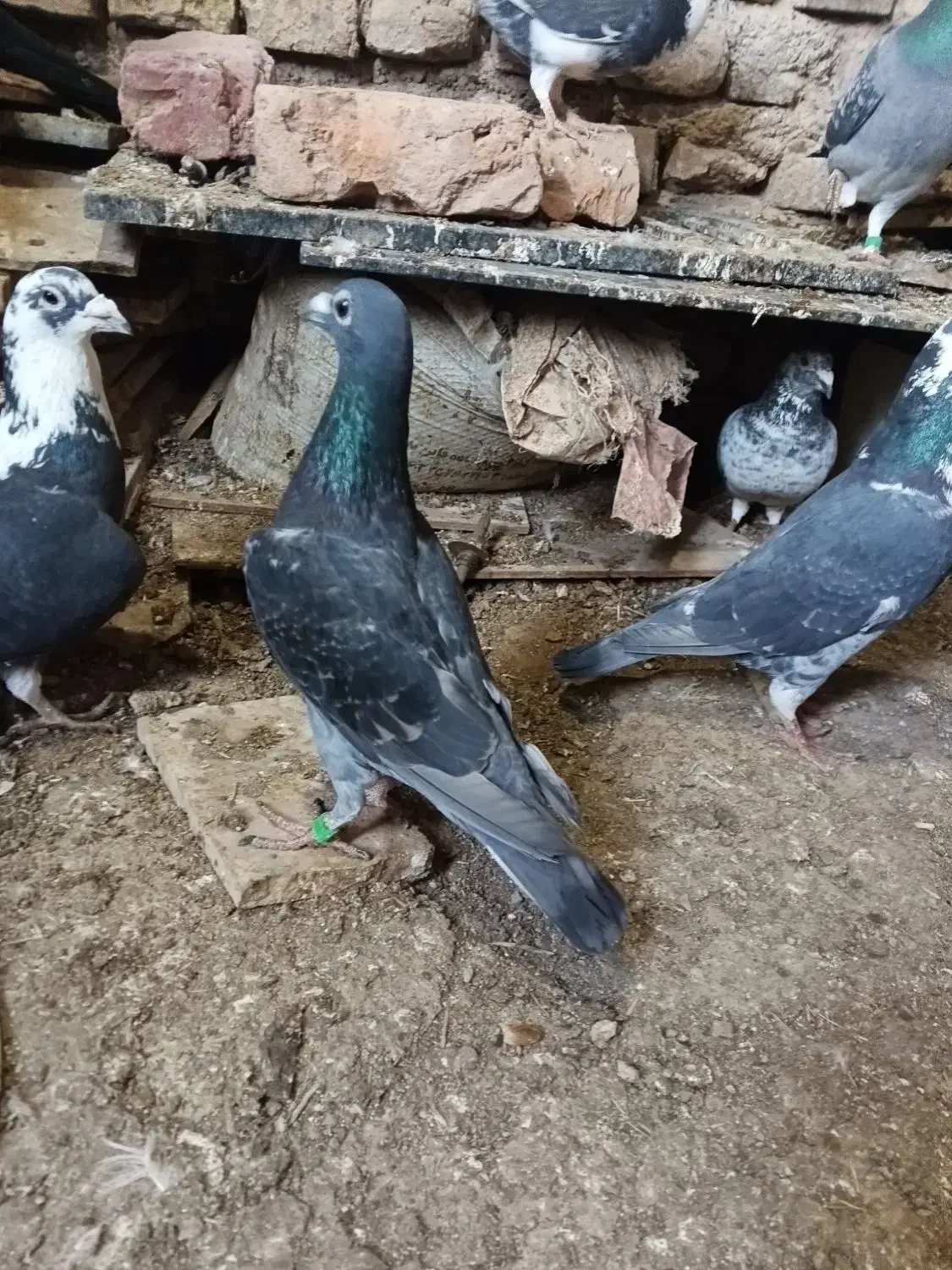 مگس|پرنده|نیمروز, |دیوار