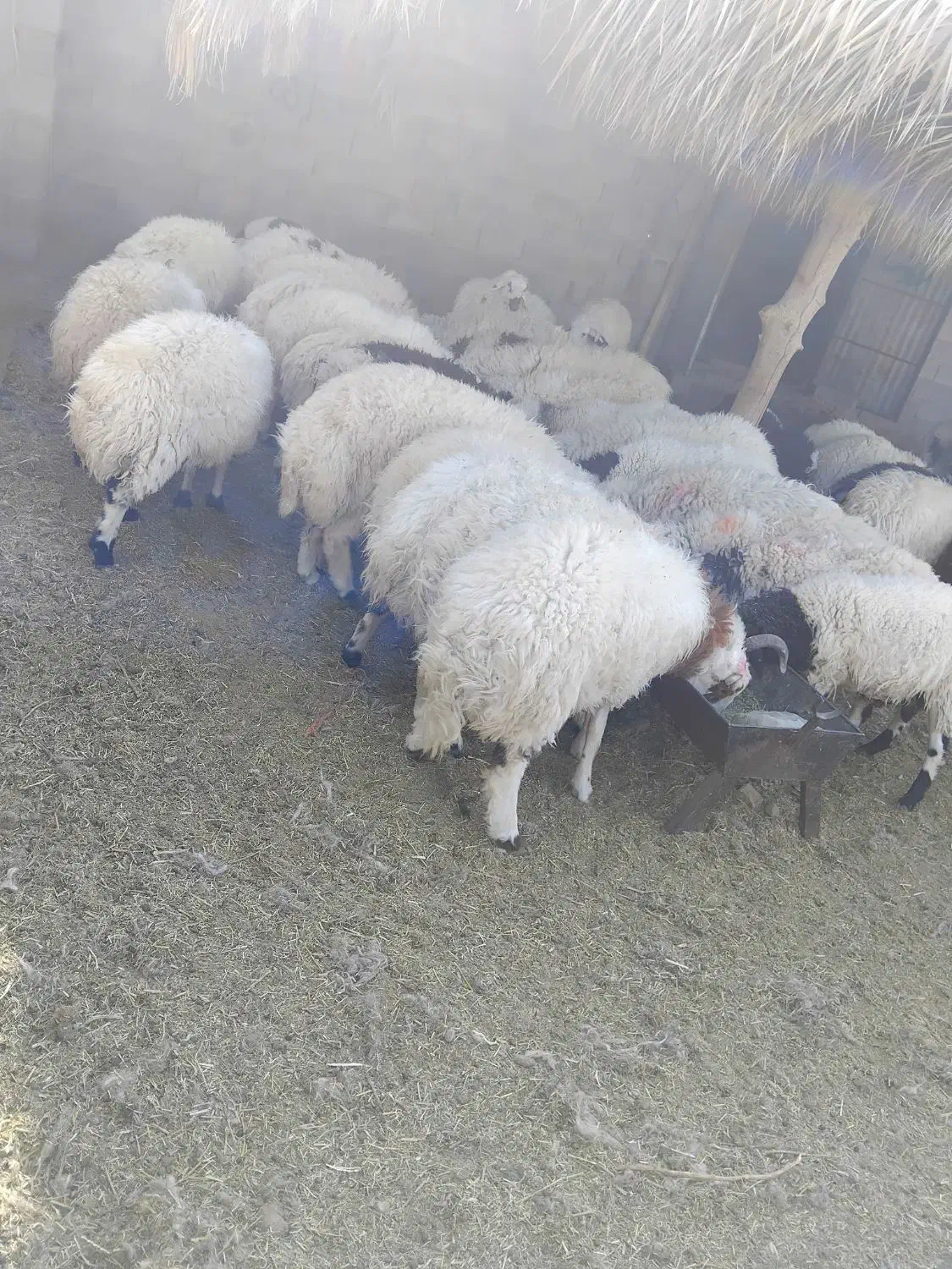 ۸۰ تا تا بره ۴۰ کیلویی فروشی|حیوانات مزرعه|شهر بابک, |دیوار