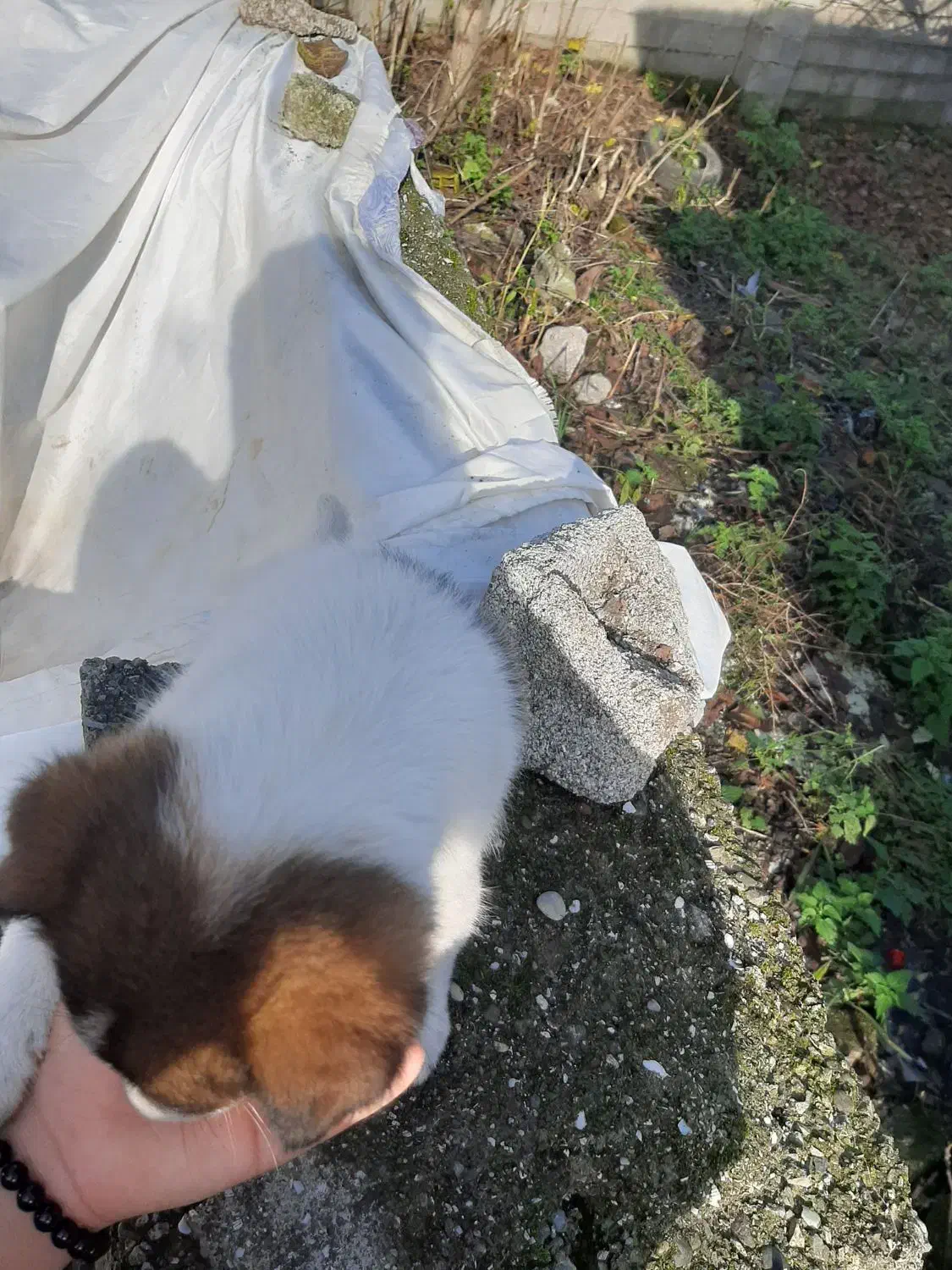 توله سگ خوشگل کوشولو|سگ|تالش, هشتپر|دیوار