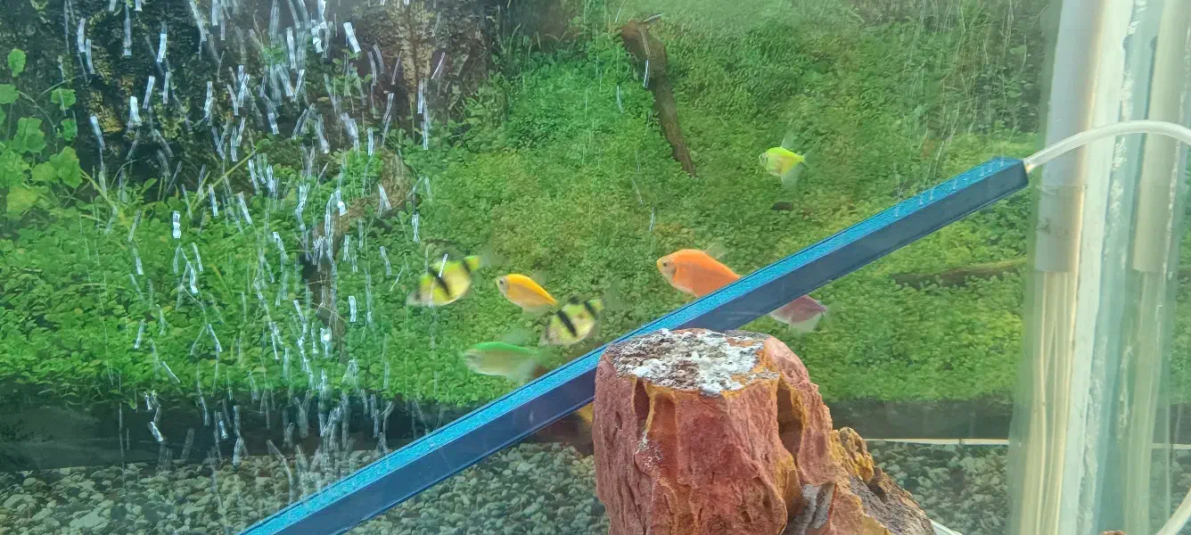 فروش ویژه ماهی آکواریومی|ماهی|مهاباد (آذربایجان غربی), |دیوار