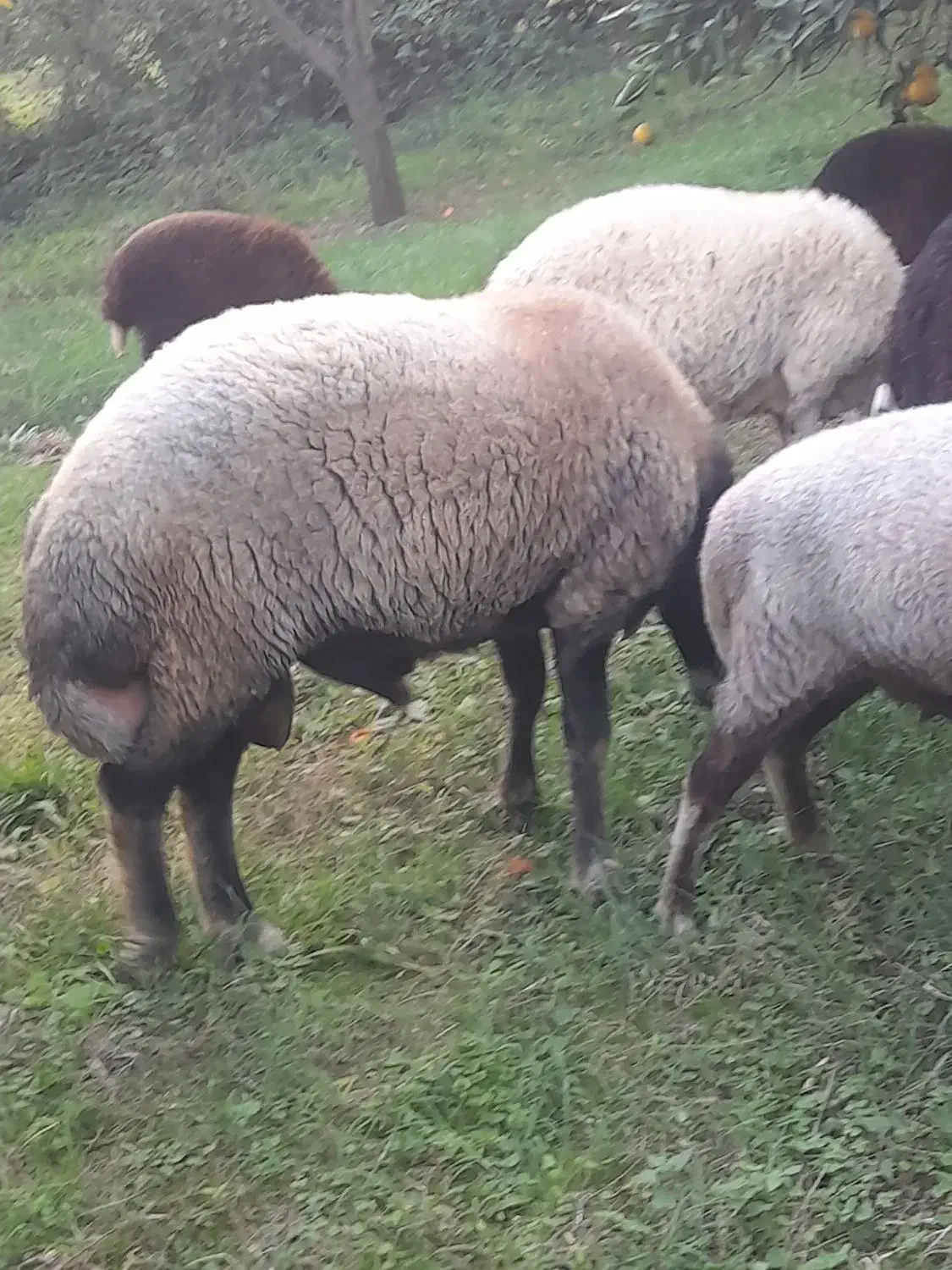 گوسفند نر تخمی|حیوانات مزرعه|قائم‌شهر, |دیوار