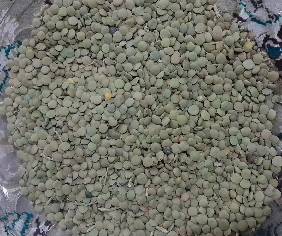 عدس|خوردنی و آشامیدنی|قره پشتلو, |دیوار