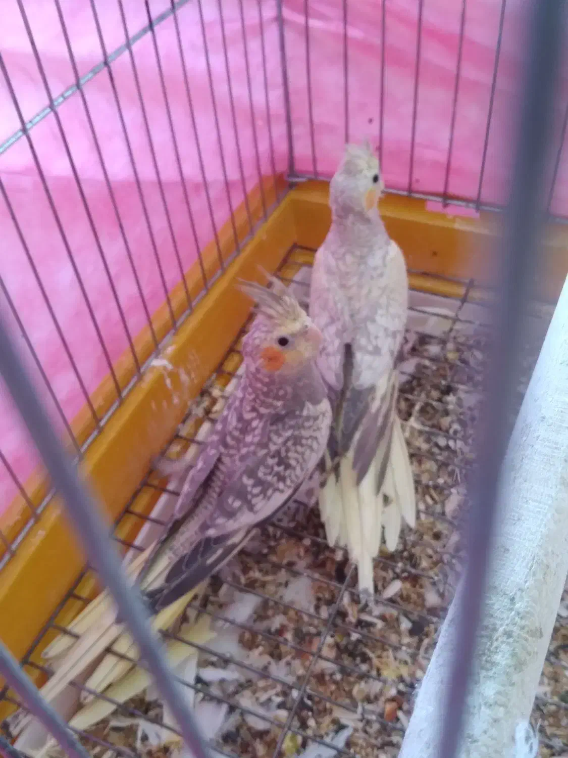 عروس هلندی|پرنده|صحنه, |دیوار