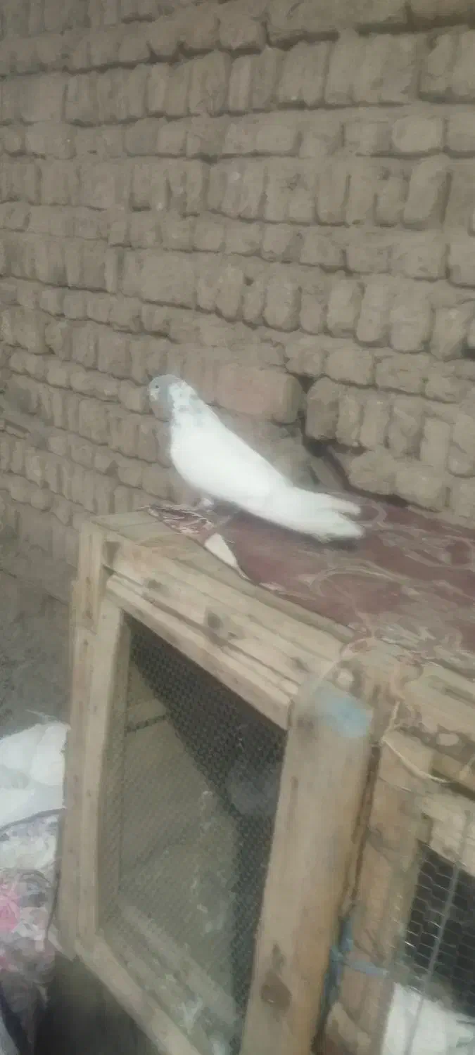 کبوتر|پرنده|جوکار, |دیوار