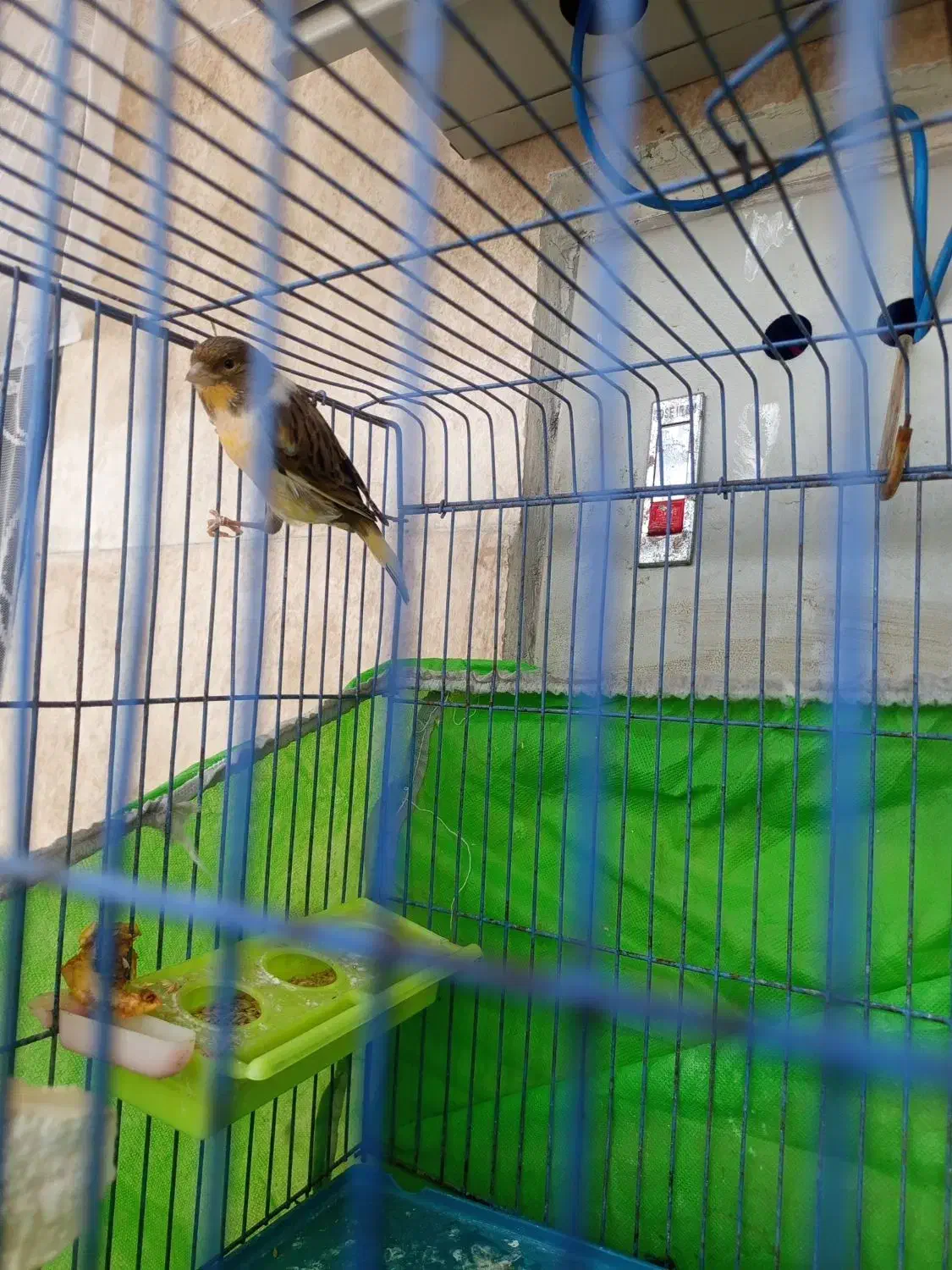 قناری نر|پرنده|اهواز, فتح|دیوار