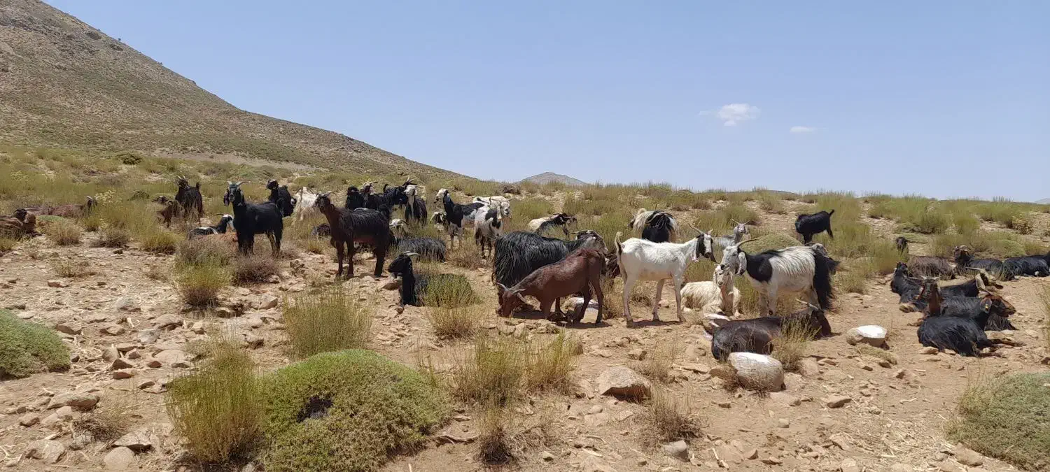 بز داشتی سالار|حیوانات مزرعه|جنت, |دیوار