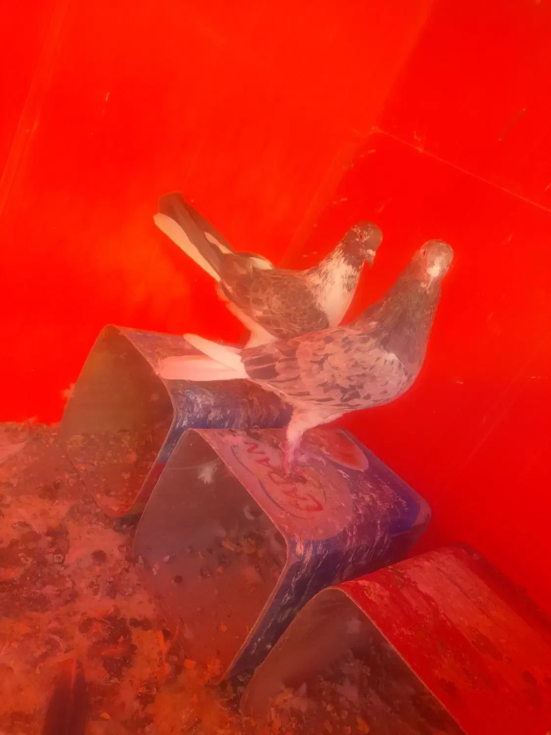 کفتر شازده سرور|پرنده|صفادشت, |دیوار