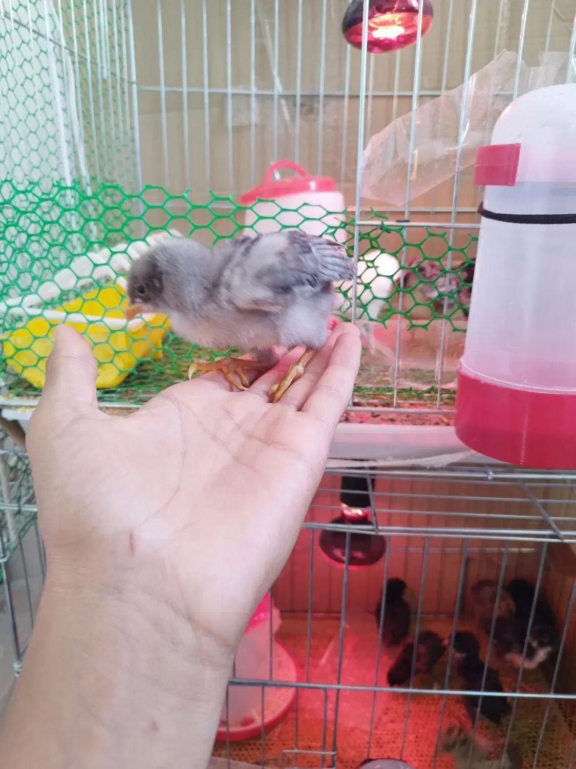 حراج جوجه گلین عشایری زیر مرغی سینه سوزنی 24روزه|حیوانات مزرعه|بومهن, |دیوار