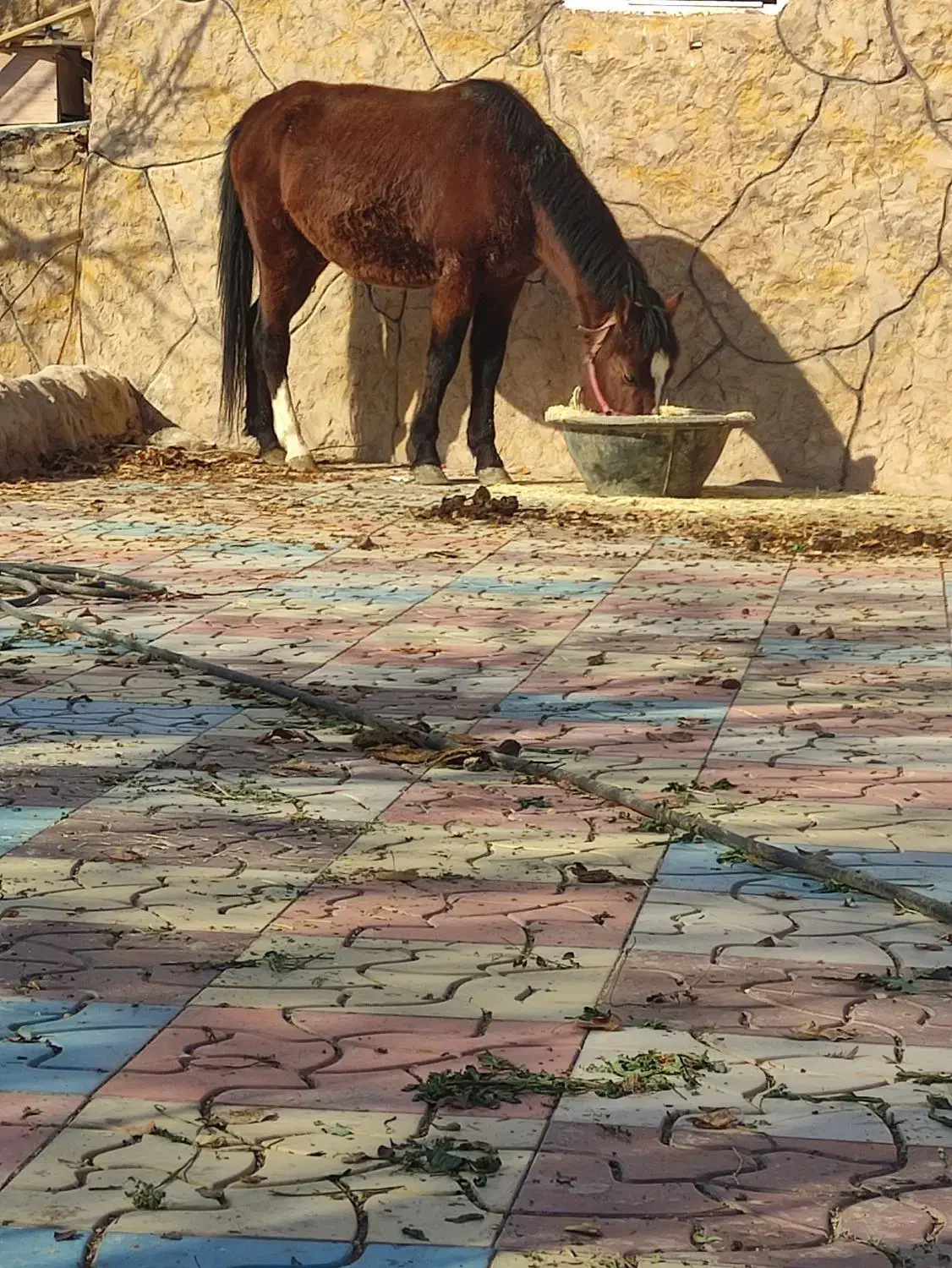 اسب|اسب و تجهیزات اسب‌سواری|مشهد, توس فردوسی|دیوار