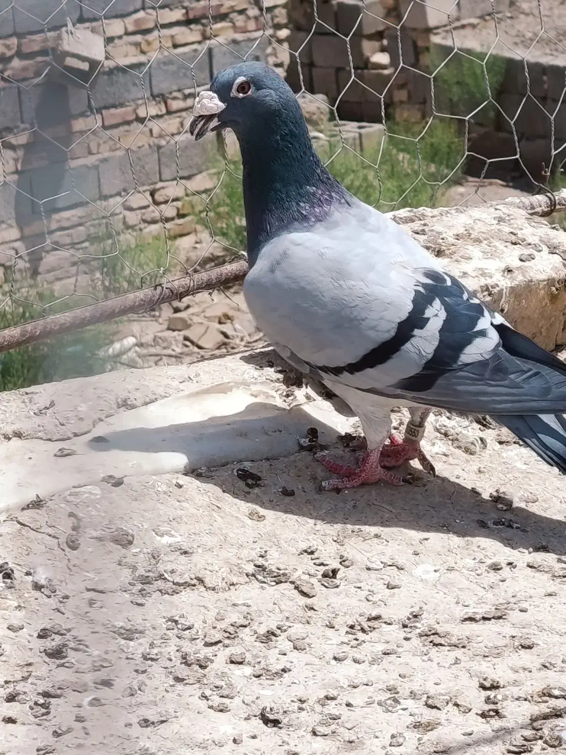 ۶۰۰|پرنده|هامون, |دیوار