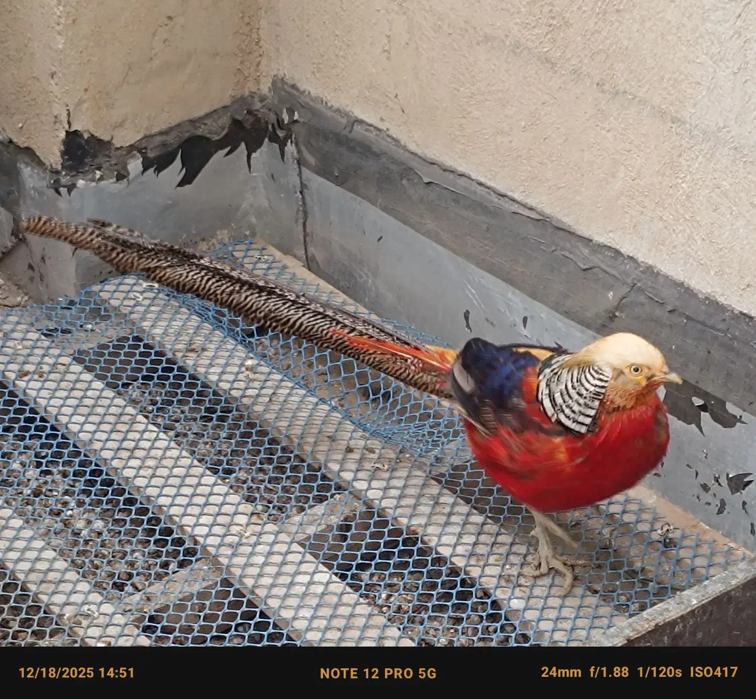 بلژیکی|پرنده|تهران, باغ فیض|دیوار