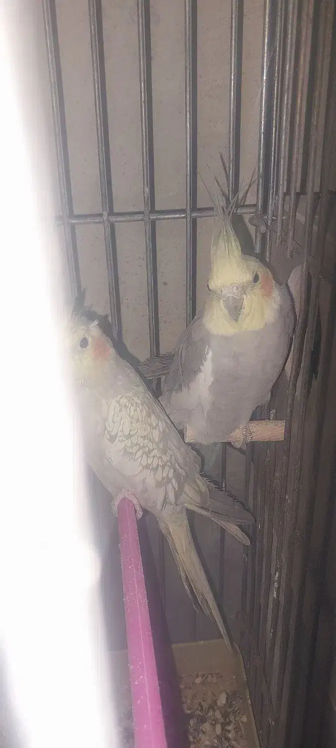 عروس هلندی|پرنده|ماهان, |دیوار