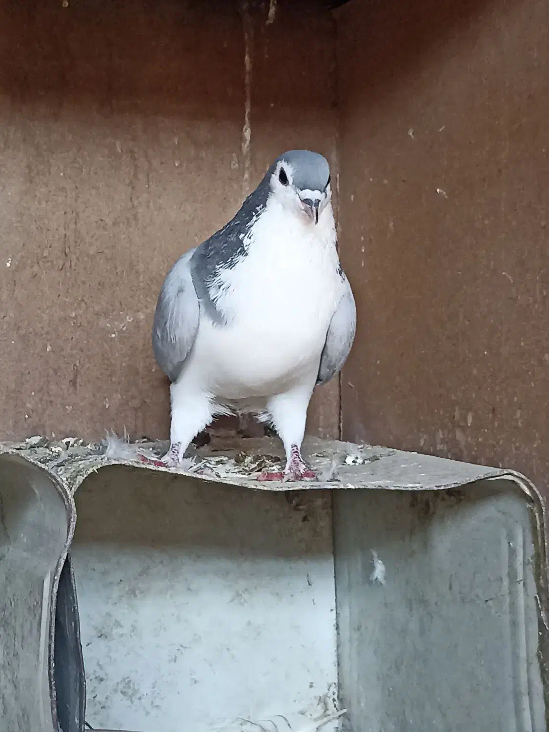 کبوتر بدرنگ نر|پرنده|پیر بکران, |دیوار