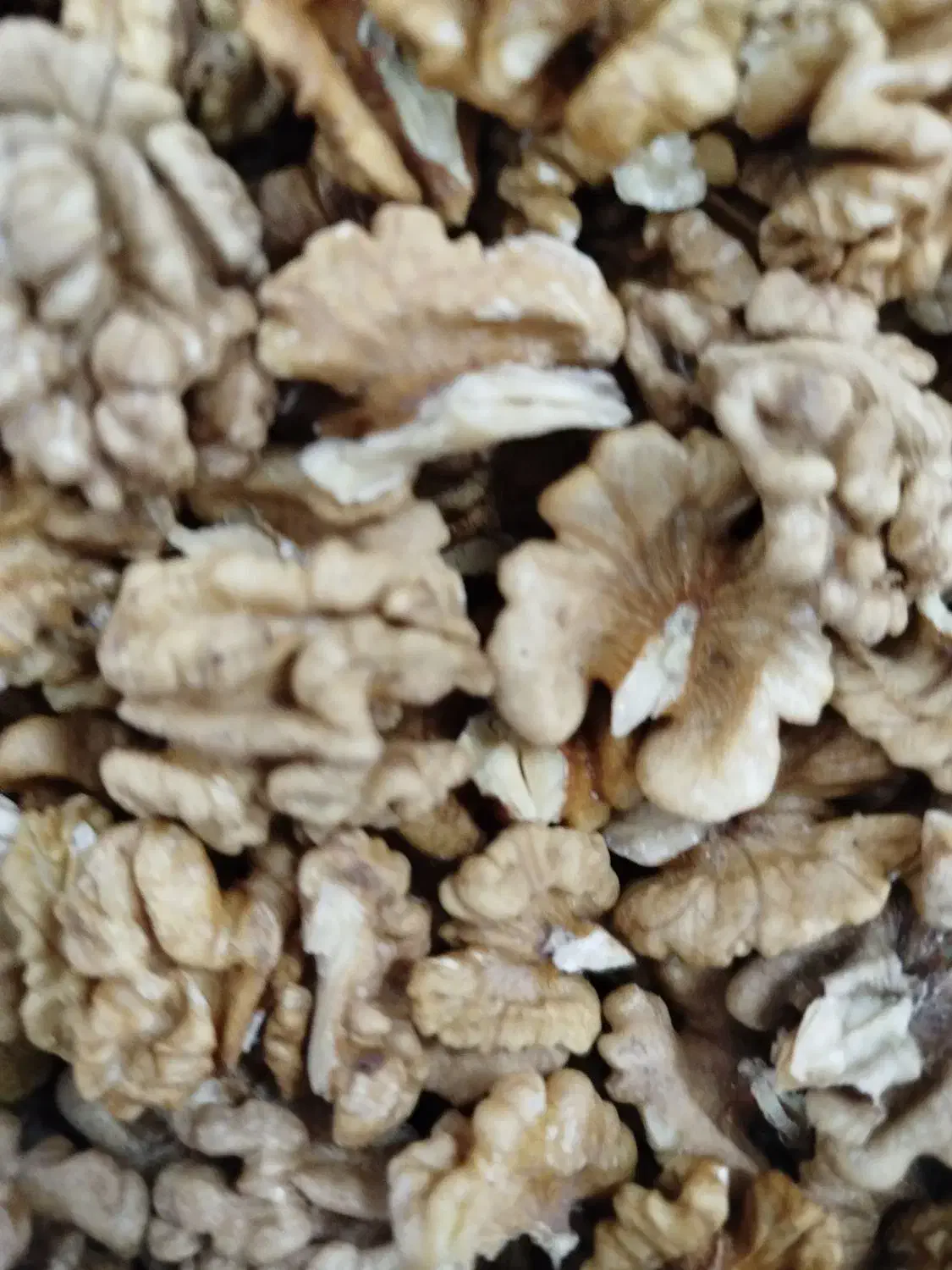 مغز گردو وگردو|خوردنی و آشامیدنی|کلاترزان, |دیوار