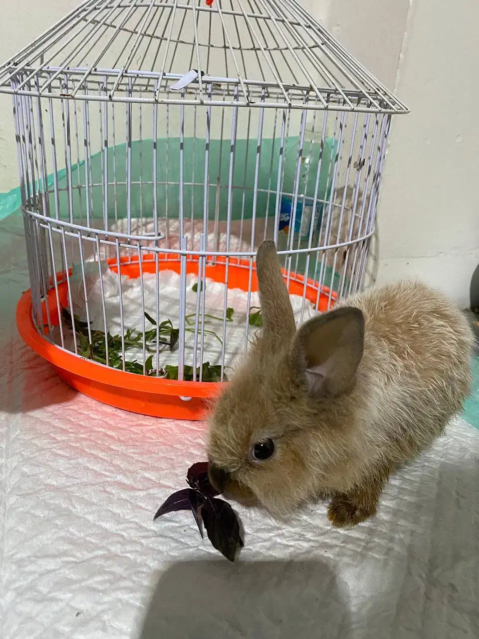 واگذاری خرگوش|موش و خرگوش|گرگان, |دیوار