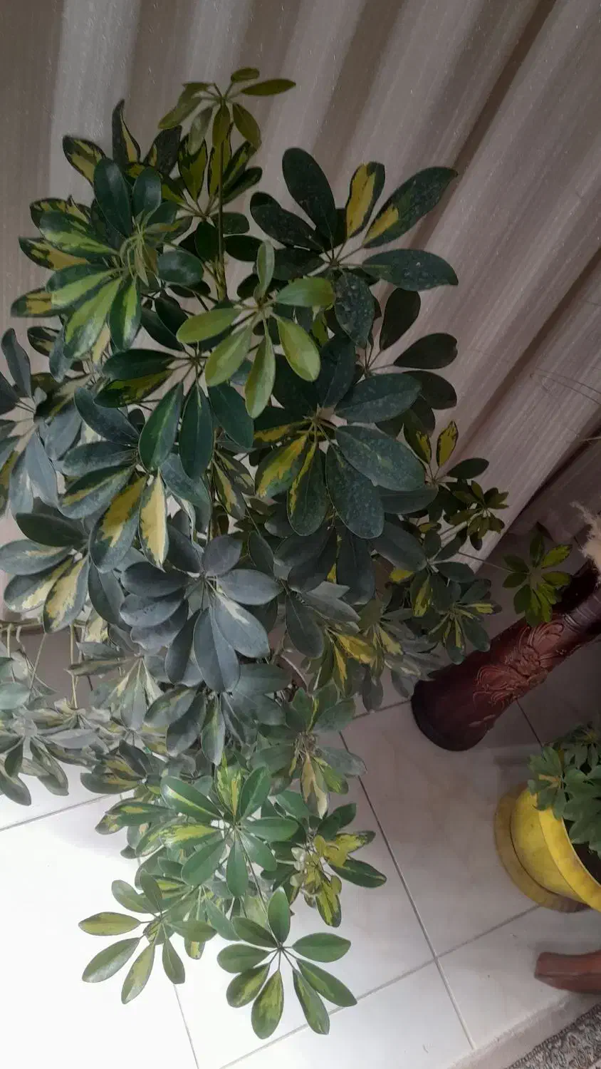 گل شفلرا|گل و گیاه طبیعی|نیشابور, بزرگمهر|دیوار