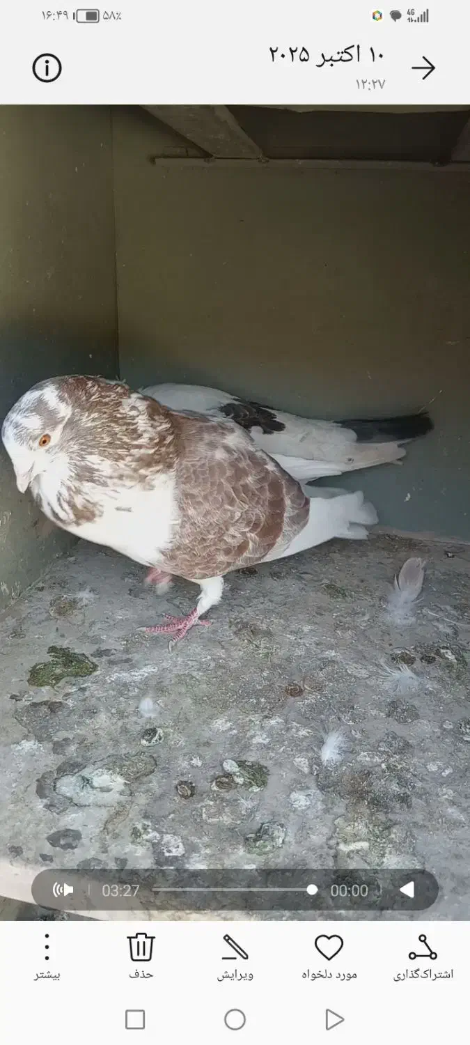 گورگی|پرنده|سریش آباد, |دیوار