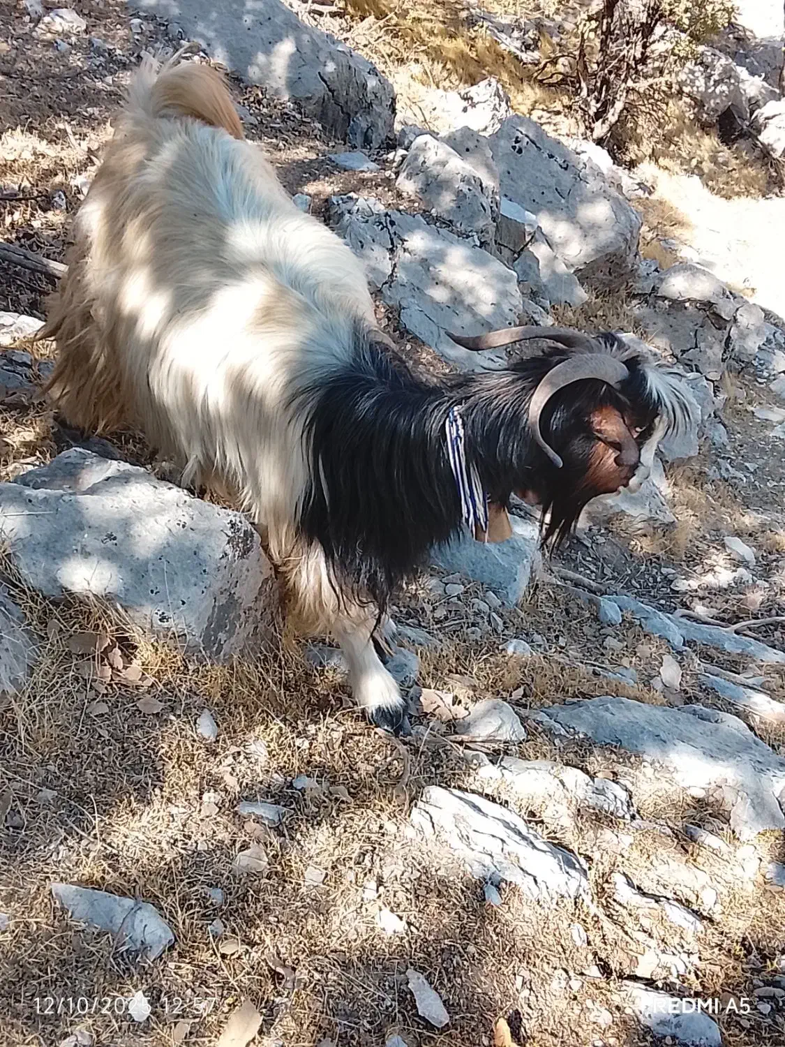 بز معاوضه بامیش|حیوانات مزرعه|ایذه, |دیوار