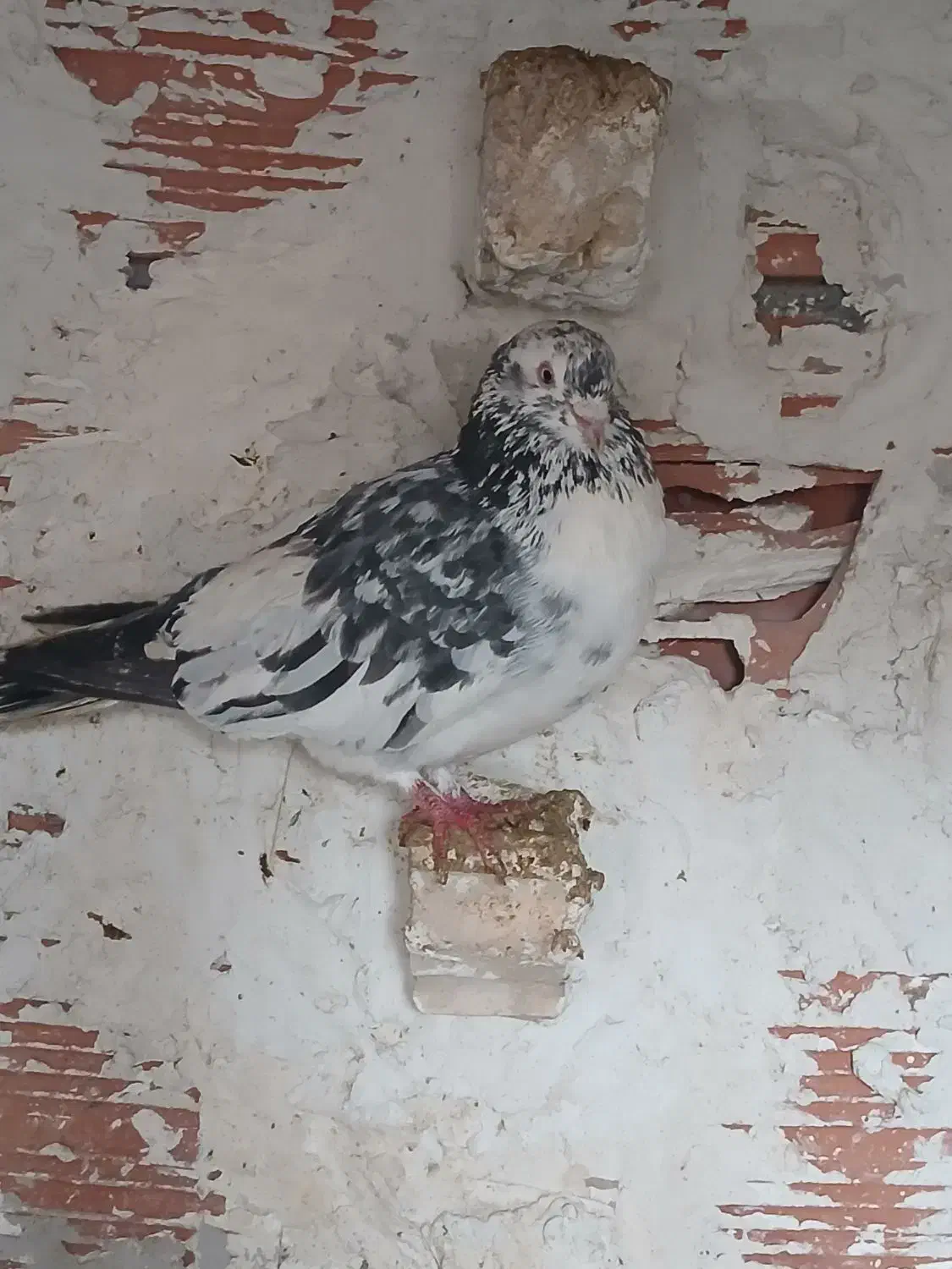 سار صید|پرنده|بجنورد, |دیوار