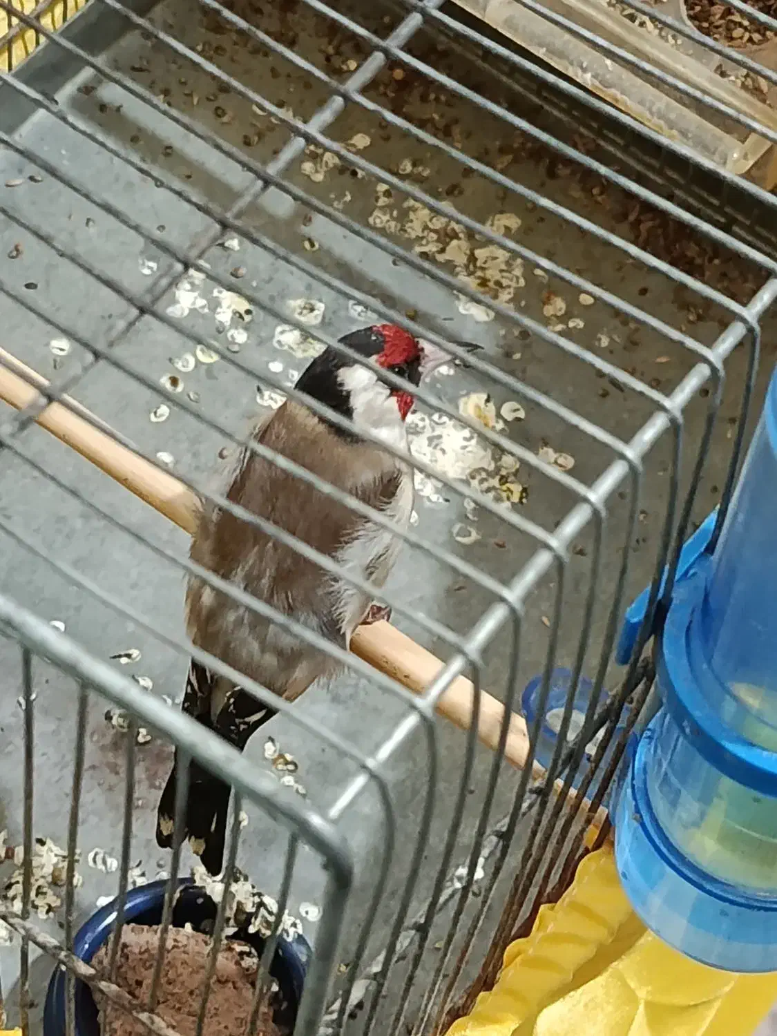 سهره نر عالی|پرنده|بوئین زهرا, |دیوار