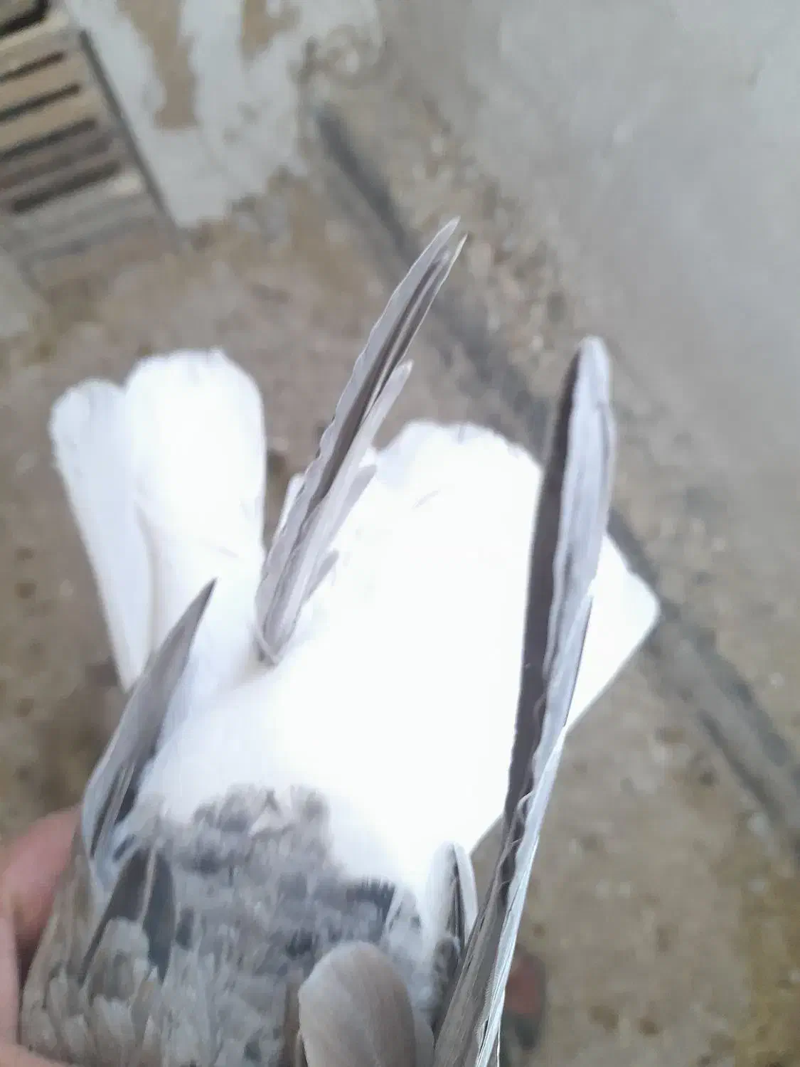 مایدوم|حراج|همدان, |دیوار