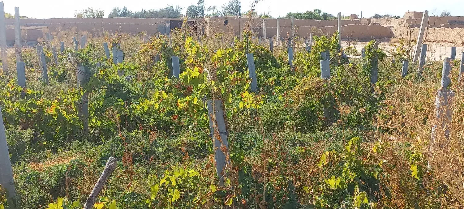 باغ ۷۵۰متری چسبیده به شاهرود|فروش زمین و ملک کلنگی|شاهرود, |دیوار