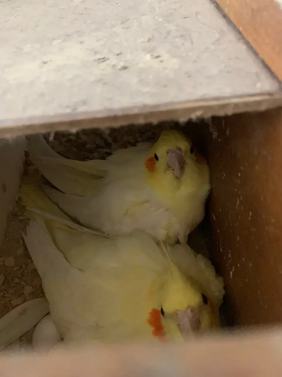 جفت عروس لوتینو خال زرد روی تخم|پرنده|ساری, |دیوار