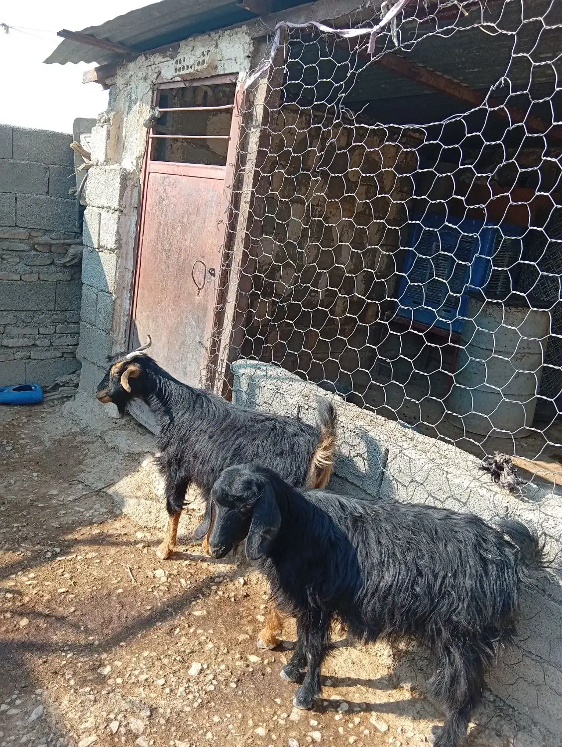 ۲بز جوان داشتی|حیوانات مزرعه|سراب میمه, |دیوار