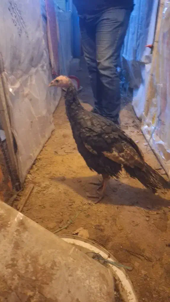 بوقلمون برنزه، پوبون|حیوانات مزرعه|شهریار, حصار ساتی|دیوار