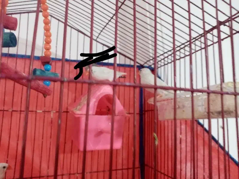 فنچ ماده|پرنده|قم, پردیسان|دیوار