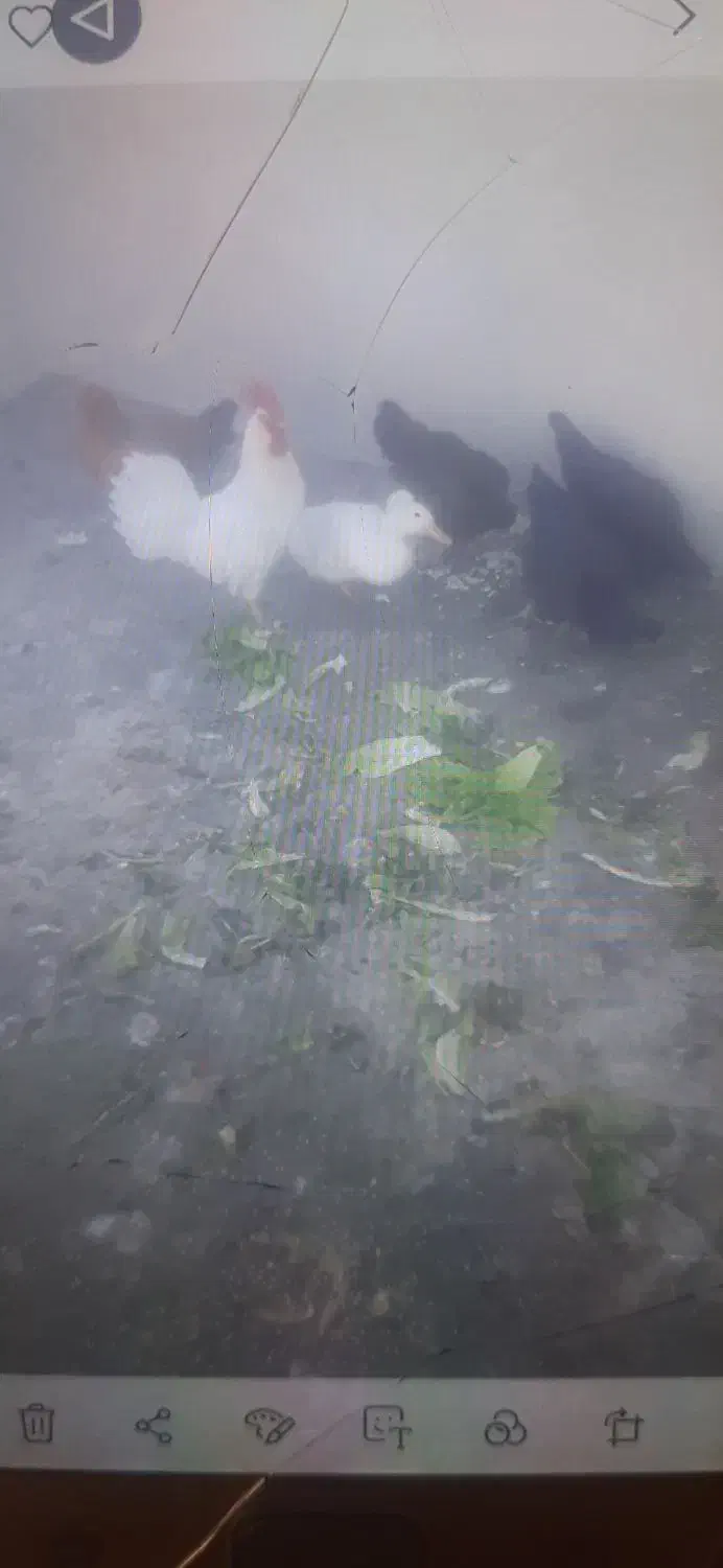 مرغ تخم گذاروخروس ب فروش می رسد|حیوانات مزرعه|نسیمشهر, |دیوار