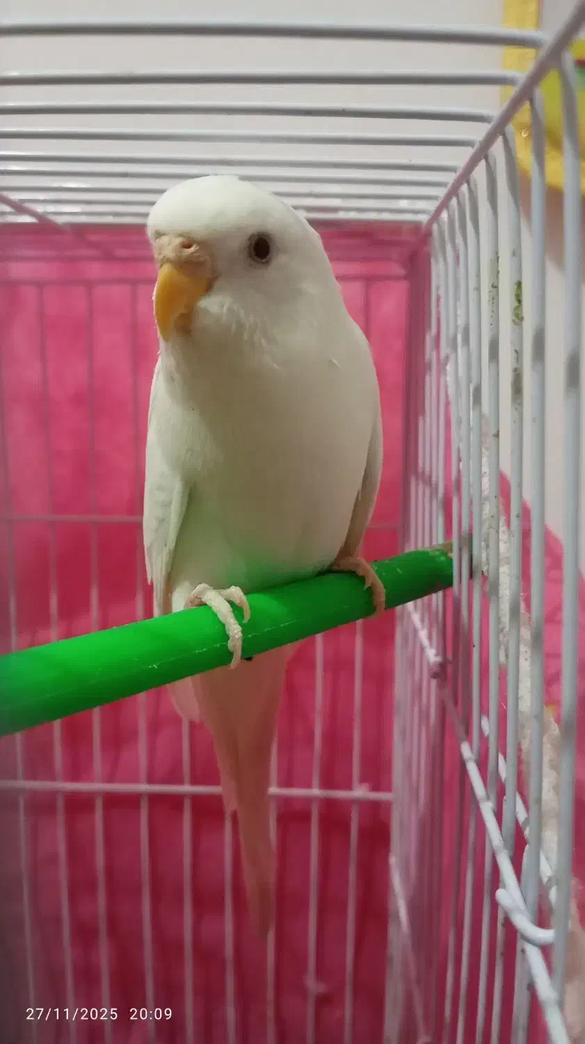 کبوتر ومرغ مینا و مرغ عشق|پرنده|گنبد کاووس, |دیوار