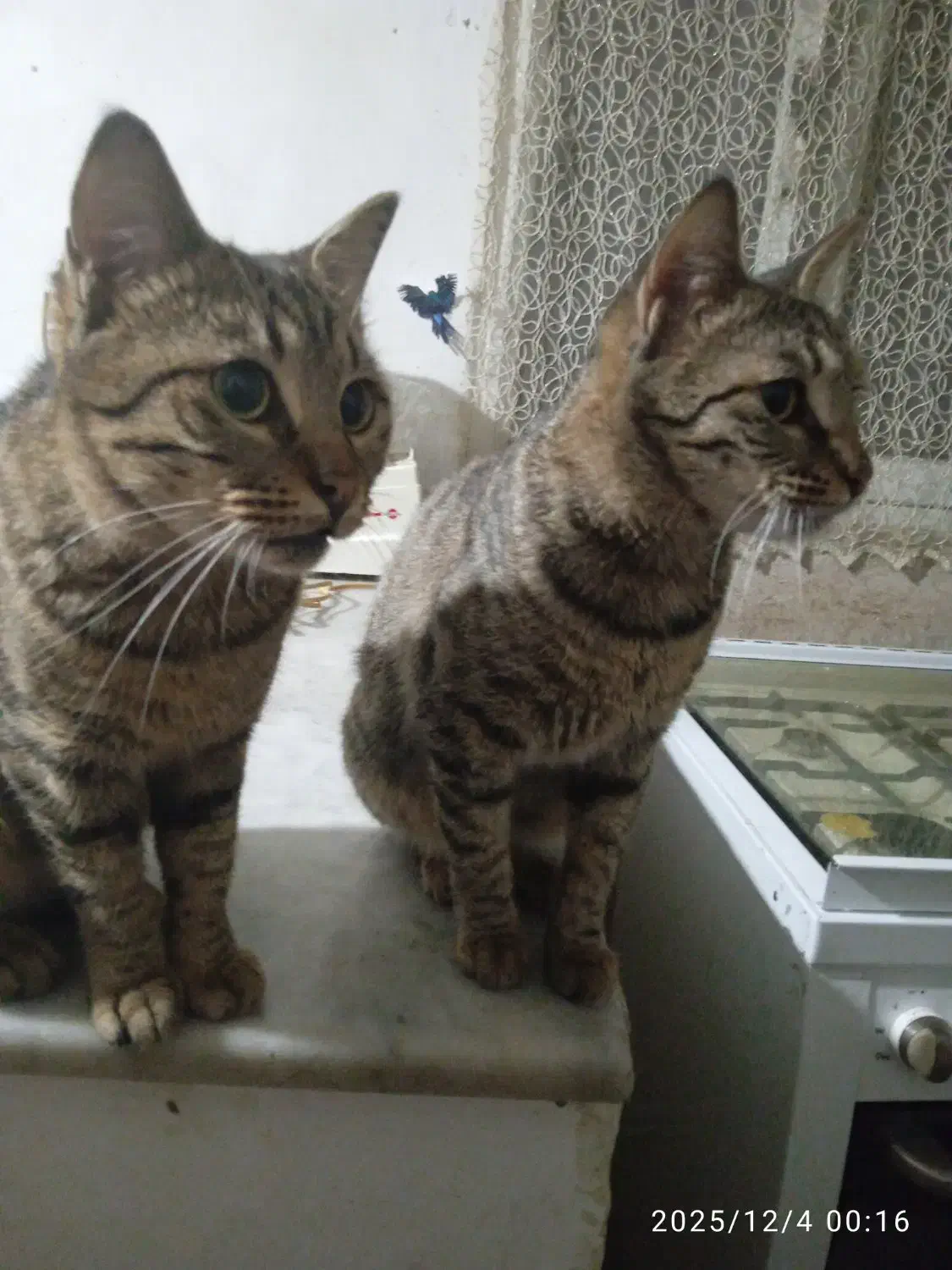 گربه خط دار راه راه|گربه|گرگان, |دیوار