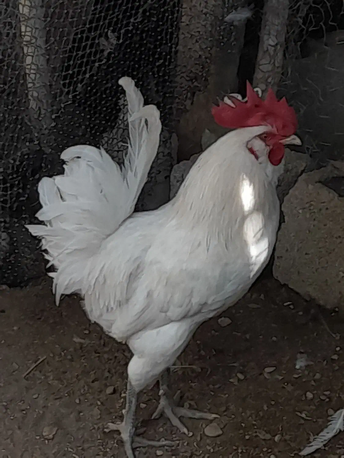 دو۲عددخروش ویک مرغ کرک محلی اصل خورموج درخدمتم|حیوانات مزرعه|خورموج, |دیوار