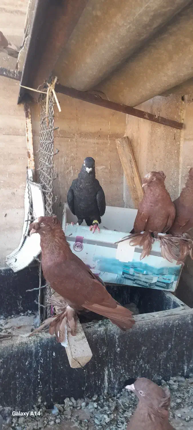 کبوترراعبی موشی|پرنده|پاکدشت, پارچین|دیوار