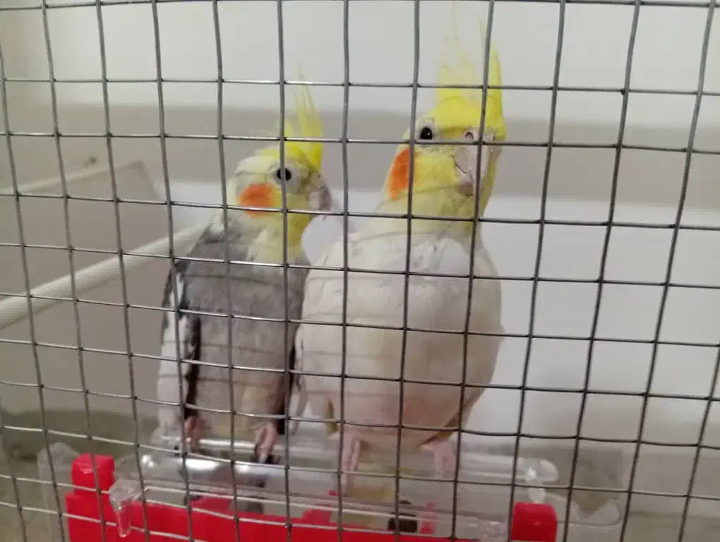 عروس هلندی|پرنده|فلاورجان, |دیوار